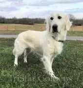 Golden Retriever Puppies Near Tennessee, Nashville