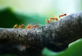 Termicide in Gold Coast | Trusted Pest Control &am, Aldinga