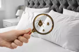 Why Choose Our Bed Bug Exterminator Services?, Leicester