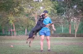 Dog Training, Jaipur
