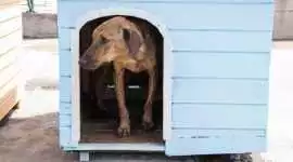 Dog Hostel, Jaipur