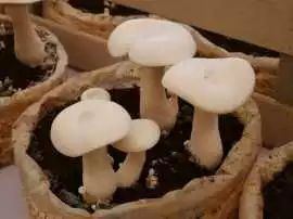 Premium Quality Mazatapec Mushrooms for Growers, Elizabeth
