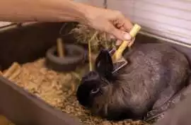 Small Pets Grooming in , Lucknow