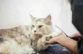 Cat Grooming in, Lucknow