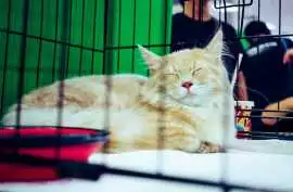 Cat Hostel in, Lucknow