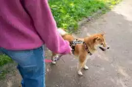Dog Walking, Jaipur