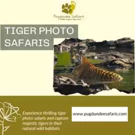 Experience the Best Tiger Photo Safaris in India