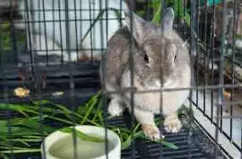 Small Pets Hostel In , Lucknow