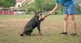 Dog Training, Lucknow