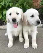 Golden Retriever Puppies: Loving Companions Ready , Nashville