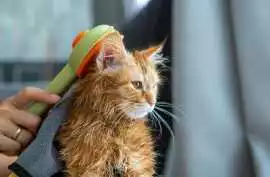 Cat Grooming in, Surat