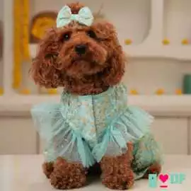 Dog Kurta & Dog Lehenga for Wedding Celebratio, New Delhi