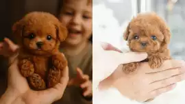 Is Wuffy Robot Puppy Really an AI Pet? , New Hyde Park