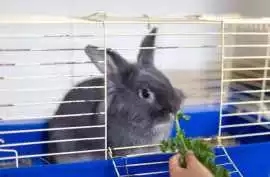 Small Pets Hostel In , Surat