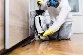 Make Pest free Your Home in Rohini, New Delhi