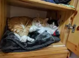 Cat Hostel in , Surat