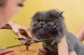 Cat Grooming in, Chandigarh