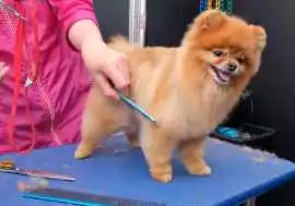 Dog Grooming, Lucknow