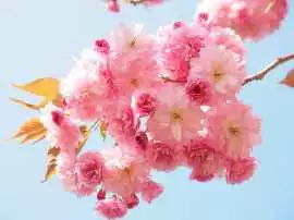 Yoshino Cherry Tree - A Blooming Showstopper , McMinnville