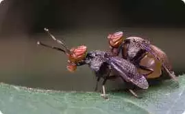What Is the Most Reliable Bed Bug Control Solution, Leicester