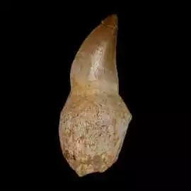 Premium Mosasaur Tooth Fossils for Collectors and , $ 26