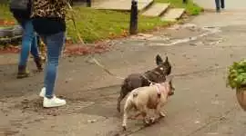 Dog Walking, Lucknow