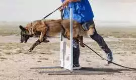Dog Training, Amritsar