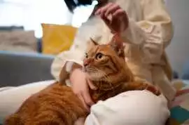 Cat Hostel in , Chandigarh