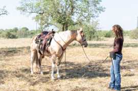 Equitopia Center: Nurturing Equine Excellence, Thornton