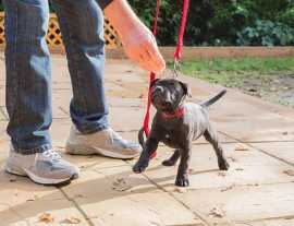Best Dog Training Services in Jaipur | Expert Guid, Jaipur