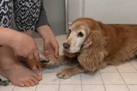 Dog Groomers in Jaipur: Dog Baths, Haircuts, Nail , Jaipur