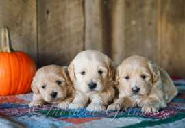 Adorable Mini Goldendoodle Puppies Await in Indian, $ 1,800