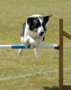 Best Puppy Training in Kochi | Expert Guidance, Kochi