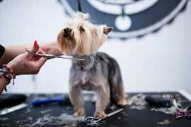 Dog Grooming in Kochi: Dog Baths, Haircuts, Nail T, Kochi