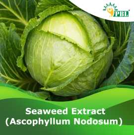 Ascophyllum Nodosum Seaweed Extract: A Nutrient-Ri, ₹ 0
