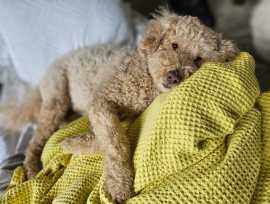 How Does Professional Pet Grooming In Chicago , Chicago