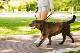 Best Puppy Training in Lucknow | Expert Guidance, Lucknow