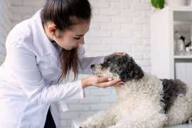 Chicago's Mysterious Dog Disease: Pet Parents Stay, Chicago