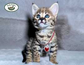 Explore Adorable Snow Savannah Kittens for Sale, Franklin