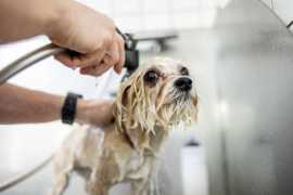 Dog Grooming in Lucknow: Dog Baths, Haircuts, Nail, Lucknow