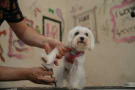 Dog Grooming in Raipur: Dog Baths, Haircuts, Nail , Raipur