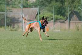 Best Puppy Training in Surat | Behaviour & Toi, Surat