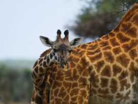 Get Rwanda & Uganda Tour Services, Amador City