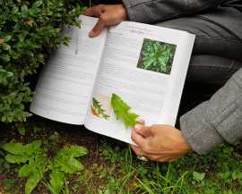 Utilizing Medicinal Plants: A Guide, ps 37