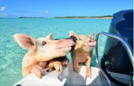 Bahamas Best: Features of the Swimming Pig Experie, New York