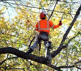 Saskatoon Premier Tree Service Unraveled, Saskatoon
