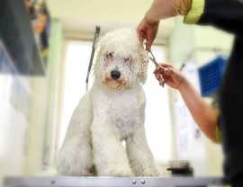 Dog Groomers: The Art of Handling Dogs, Chicago