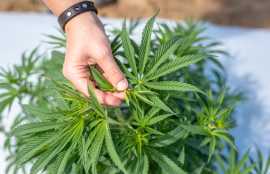 Exploring the Canadian Cannabis Culture, Toronto