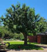 Rooted in Care: Tree Care Excellence in Austin, TX, Austin