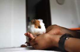 Buy Healthy Guinea Pigs for sale in Jaipur at Affo, Jaipur